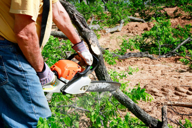 How Our Tree Care Process Works  in  New Hope, MN